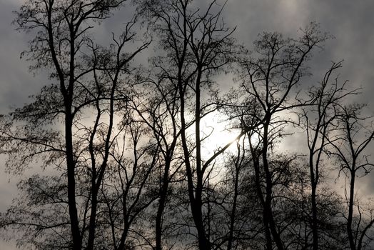 Bare tree branch silhouettes against twilight sky