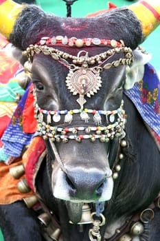 A holy bull decorated traditionally during a hindu festival in India.