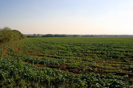Agricultural field with clear blue sky