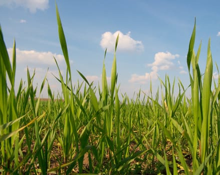 Fresh wheat field from very low angle