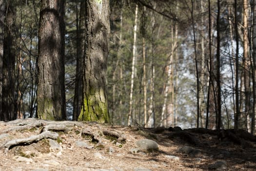 Detail of a pine forest