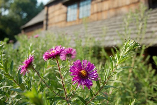 Purple flowers in the green backyard