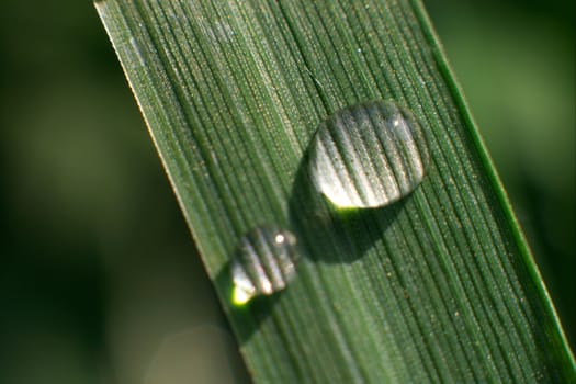 Single blade of grass with a water droplet