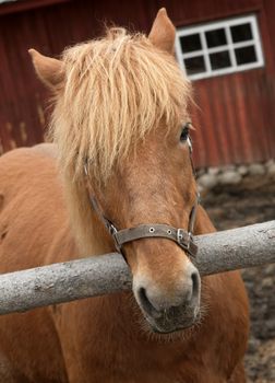 Portrait of a horse on a farm