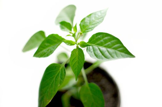 Small green plant on white background