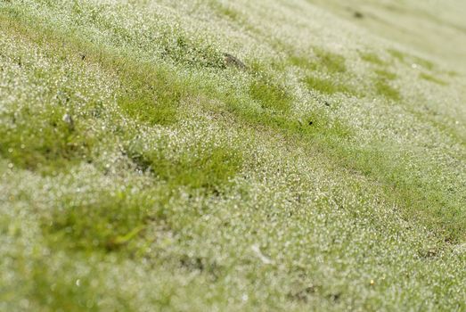 The green grassland with deep step road.