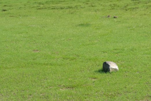 There is one stone on a grassland.