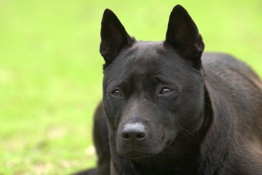 It is a black dog lay on the grassland.