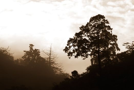 It is silhouette of tree with black and white.