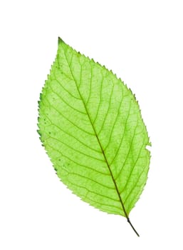 Fresh green leaf isolated on white background