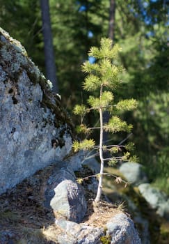 Small pine tree growing on a cliff