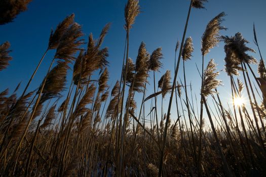 Reed lit from the back by the setting sun