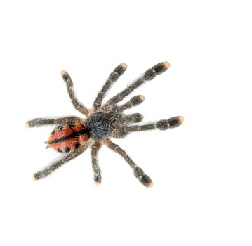 Tarantula spider isolated on white background