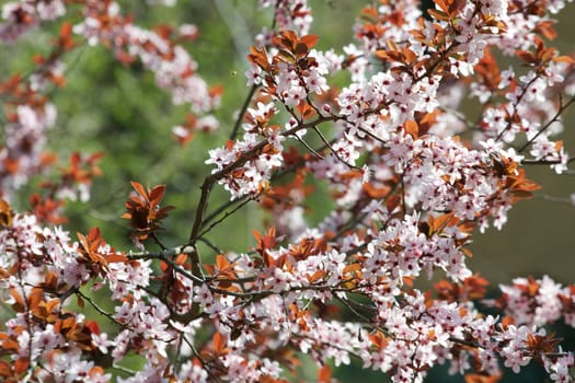 Spring flowers blooming on a tree branch