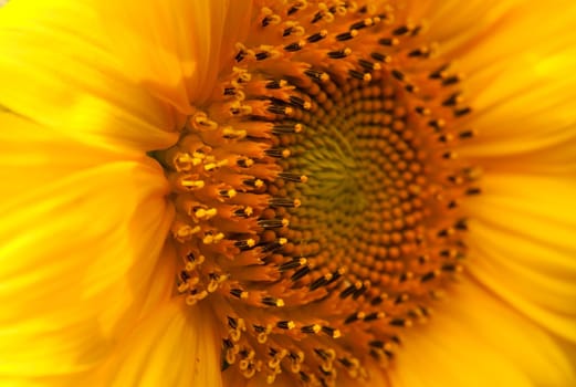 Detailed closeup of a sunflower