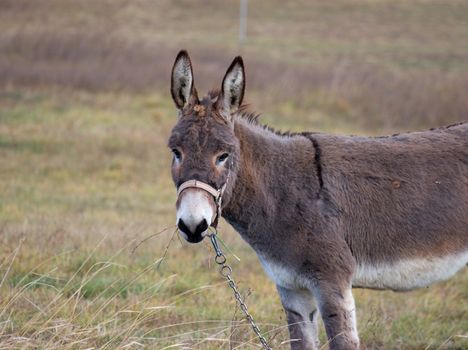 Grey donkey on a field