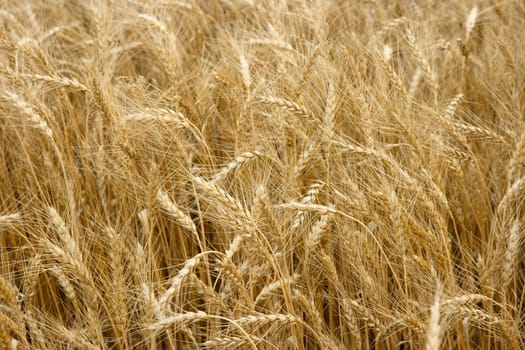 Golden wheat field in the summer