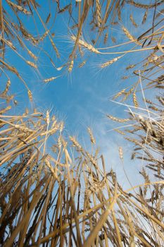 Wheat viewed from under, blue sky