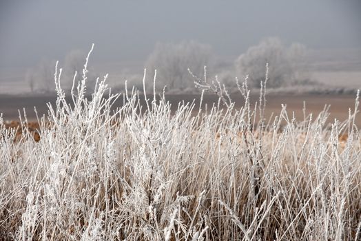 Plain in winter with frosty plants