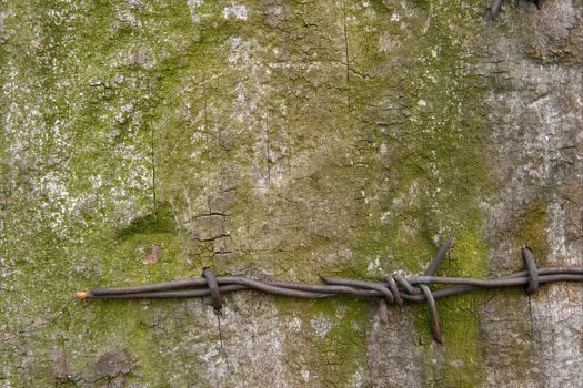 Old grungy piece of wood with rusty barbed wire