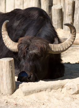 african buffalo