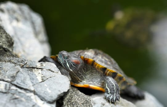 turtle