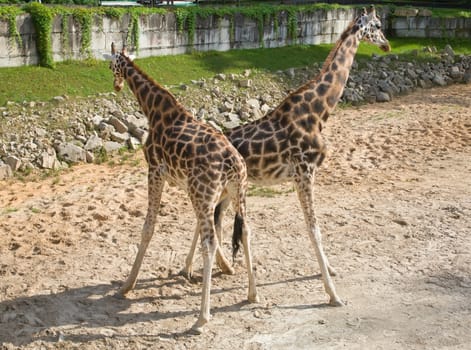 african Giraffe