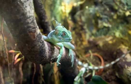 Basilisc iguana
