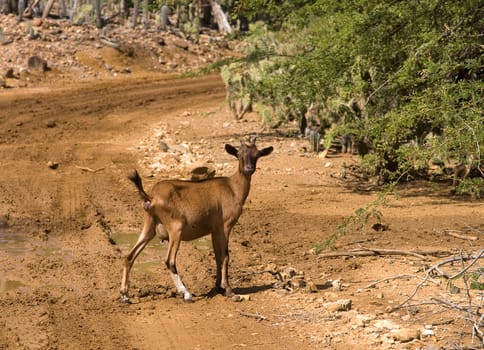 Antelope