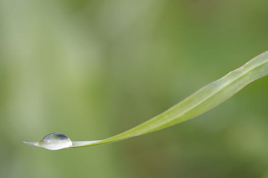 Closeup of the blade of grass with dew