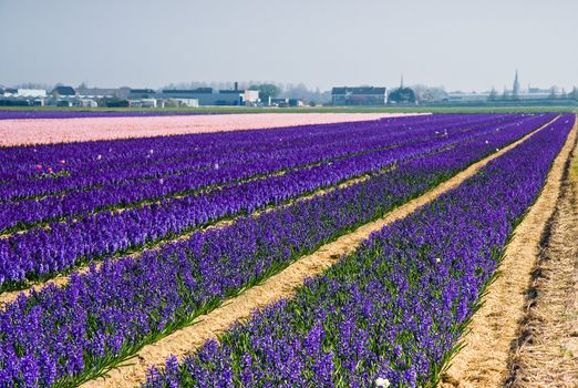 Purple and pink hyacinth fields on morning in spring