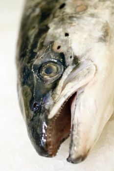 head of fish on ice in supermarket