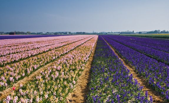 Pink and purple hyacinth fields in april sun