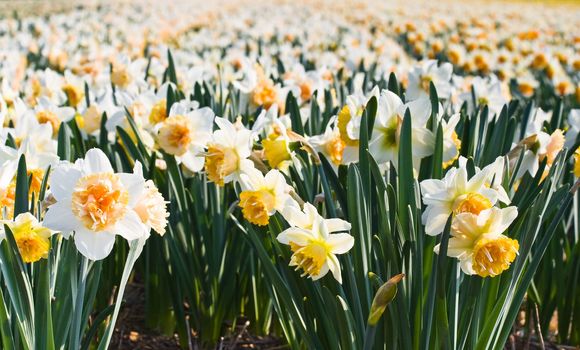 Field of double blooming white and yellow daffodils in close view