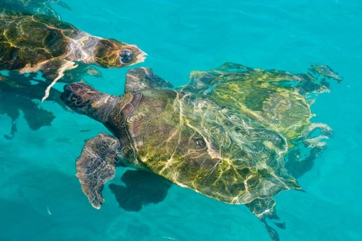 swimming sea turtles in clear turquoise sea water 
