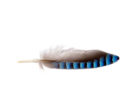 close up of one jay feather grey and blue colored on a white background 

