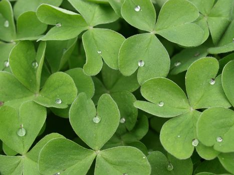 Close up of shamrock clover, symbol of Ireland, with droplets of dew