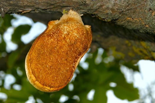 Mushroom-parasite growing on the old tree branch