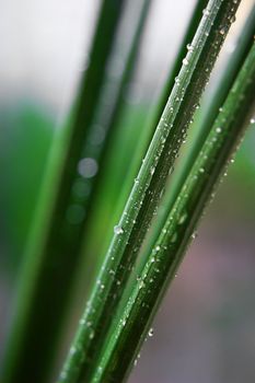 Some drops on fresh greeb grass closeup