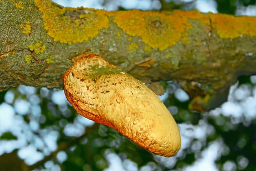 Mushroom-parasite growing on the old tree branch