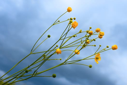 Plants with yellow flowers on a background of overcast gray sky