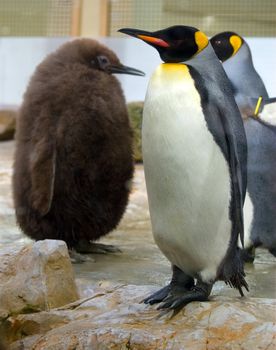 penguin