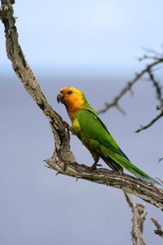 Parrot on tree bonaire island