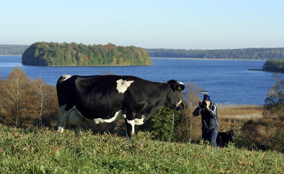 cow and photographer