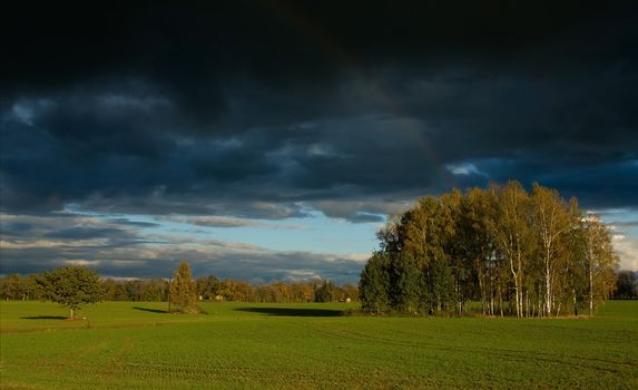 birchwood in field Sigulda Latvia