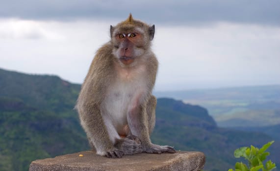 Monkey on the edge of rock