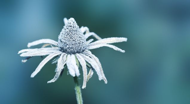 An image of an autumn icy flower