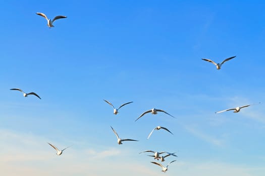 Seagulls flying on the blue sky