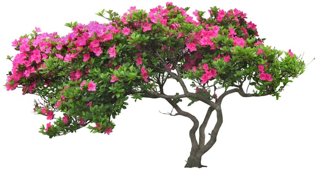 Potted flowers on a white background