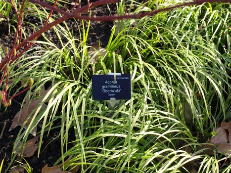 Detail of a shrub in a botanical garden